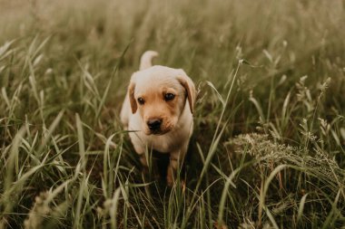Küçük bir köpek labrador yeşil çimlerde yürüyor.. 