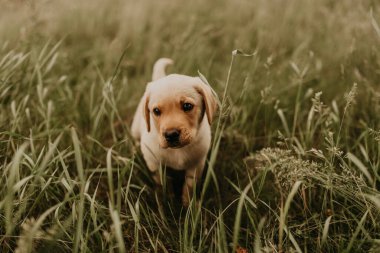 Küçük bir köpek labrador yeşil çimlerde yürüyor.. 
