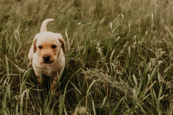 A little dog labrador walks in the green grass. — Stock Photo, Image