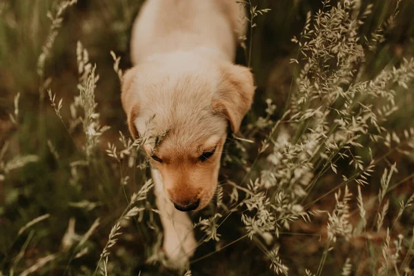 A little dog labrador walks in the green grass. — Stock Photo, Image