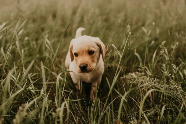 Un petit chien labrador se promène dans l'herbe verte. — Photo