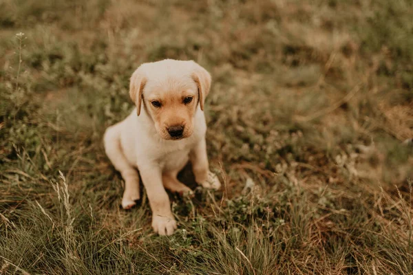 Um pequeno cão labrador caminha na grama verde. — Fotografia de Stock