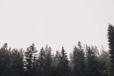 Kayalık yüksek dağlar. Ağaçların tepesinde orman sisi vardı.