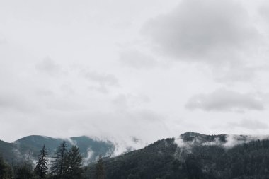 Kayalık yüksek dağlar. Ağaçların tepesinde orman sisi vardı.