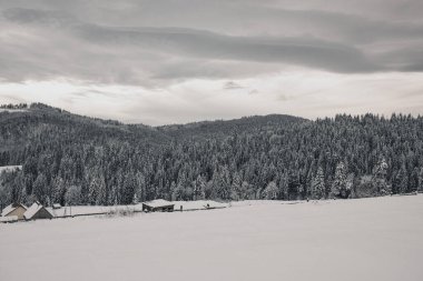 Karpatya dağlarında karlı çam ağaçları duruyor.