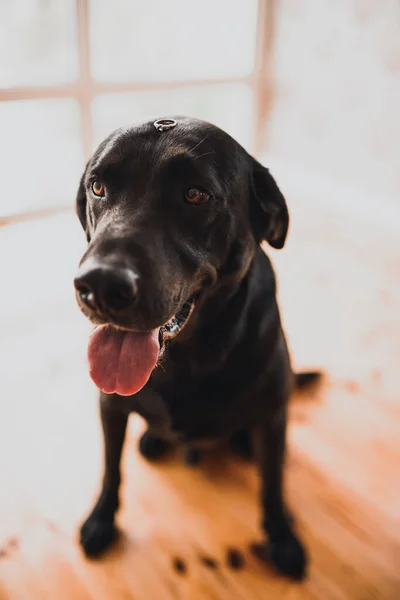 Kara köpek Retriever bir evde oturuyor ve kafasında bir alyans taşıyor.