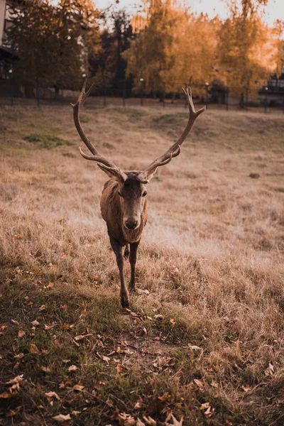 Rehe mit großen verzweigten Hörnern Im natürlichen Lebensraum — Stockfoto