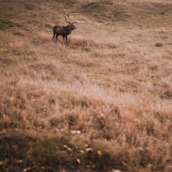 Ciervos con cuernos grandes y ramificados en el hábitat natural —  Fotos de Stock