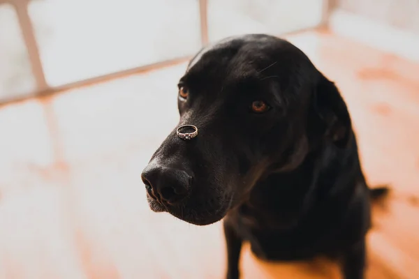 Kara köpek Retriever bir evde oturuyor ve kafasında bir alyans taşıyor.