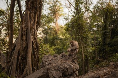 Kızıl saçlı bir maymun yerde oturur ve yemek yer.