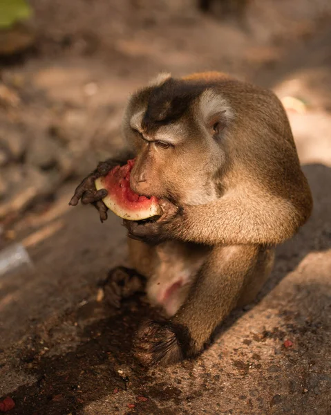 빨간 머리 원숭이가 땅에 앉아 먹습니다 — 스톡 사진