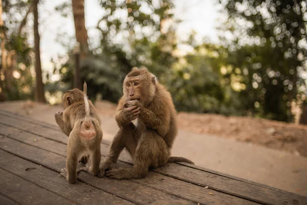 Twee apen op een houten oude armoedige donkere achtergrond. — Stockfoto