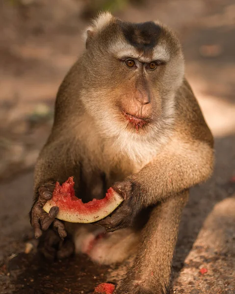 Um macaco ruivo senta-se no chão e come — Fotografia de Stock