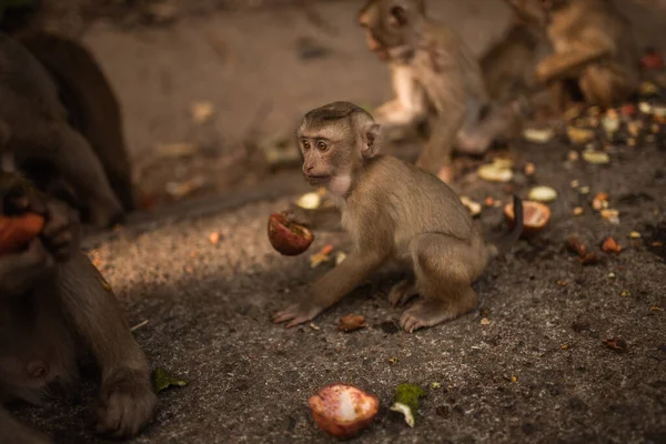Een roodharige aap zit op de grond en eet — Stockfoto