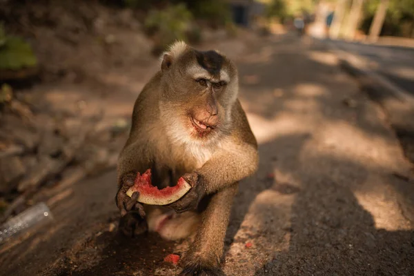 Рыжая обезьяна сидит на земле и ест — стоковое фото