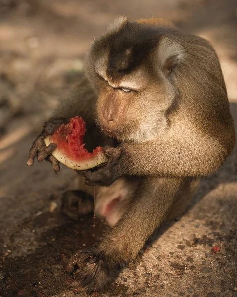 Рыжая обезьяна сидит на земле и ест — стоковое фото