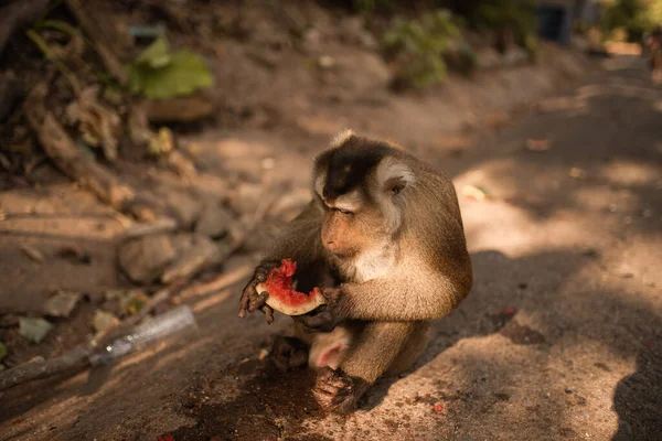 Een roodharige aap zit op de grond en eet — Stockfoto