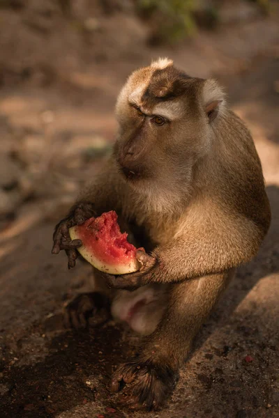 Um macaco ruivo senta-se no chão e come — Fotografia de Stock