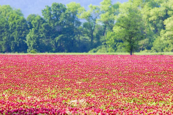 Beautiful Rosy Clover Flower Field — Stock Photo, Image