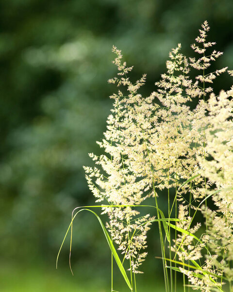 Closeup of Weed in the Garden at Summer