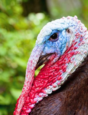 Portre renkli erkek Türkiye kuş açık havada.