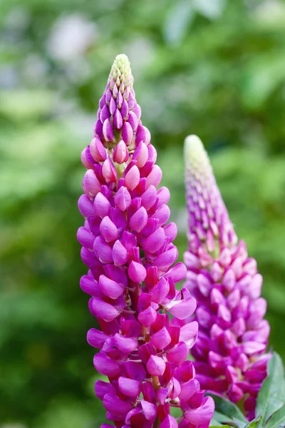 Pianta Decorativa Del Lupino Giardino Foglia Larga Estate — Foto Stock