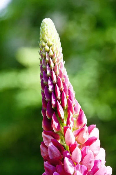 Planta Decorativa Lupine Jardín Hojas Grandes Verano —  Fotos de Stock