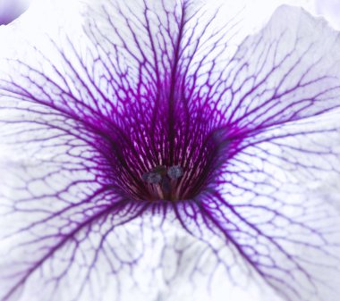 Homo çiçek bahar çiçeği, closeup