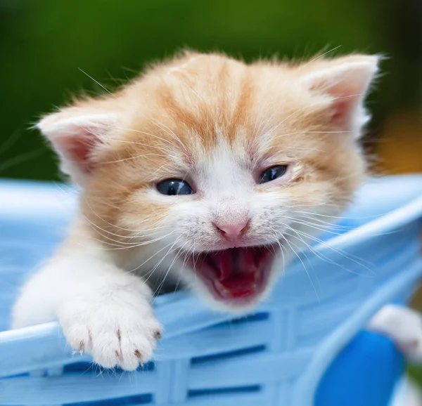 Kitten Blue Eyes Lying Basket Outdoor — Stock Photo, Image