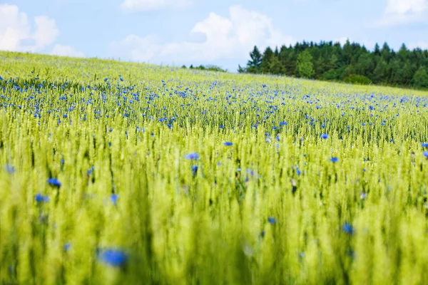 Field Wheat Cornflowers Summer — Stock Photo, Image