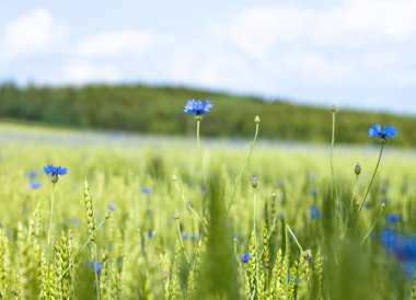 Buğday ve yaz aylarında Peygamber.