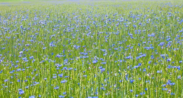Field Wheat Cornflowers Summer — Stock Photo, Image