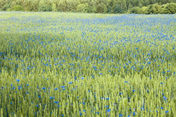 Weizenfeld Und Kornblumen Sommer — Stockfoto