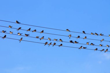 Kırlangıçlar düşük açılı görünüş mavi gökyüzü karşı tel üzerinde,