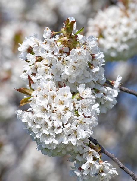Весною на цвинтарі квітка білої вишні — стокове фото