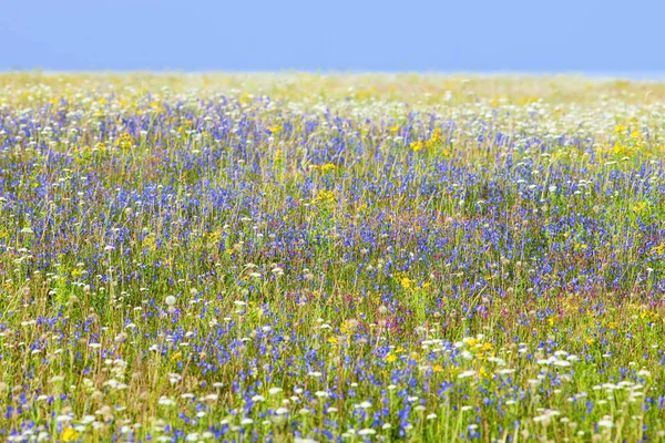 Överflöd av vilda blommor på en äng. — Stockfoto