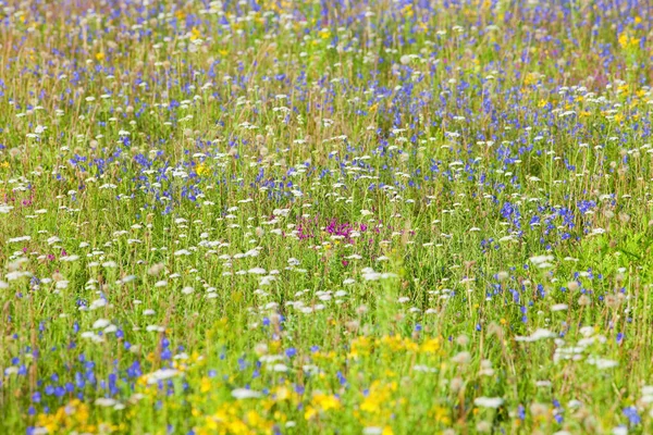 Abundancia de flores silvestres en un prado . — Foto de Stock