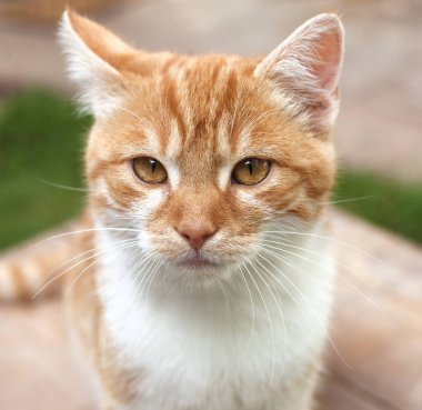 Orange Kitten dış mekan portresi.