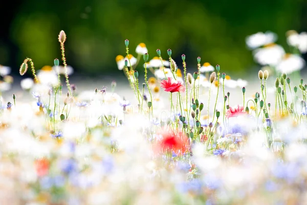 Overvloed Aan Wilde Bloemen Een Weiland — Stockfoto