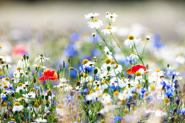 Abundance of Wild Flowers on a Meadow.