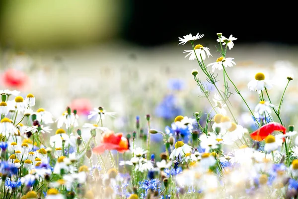 Överflöd Vilda Blommor Äng — Stockfoto