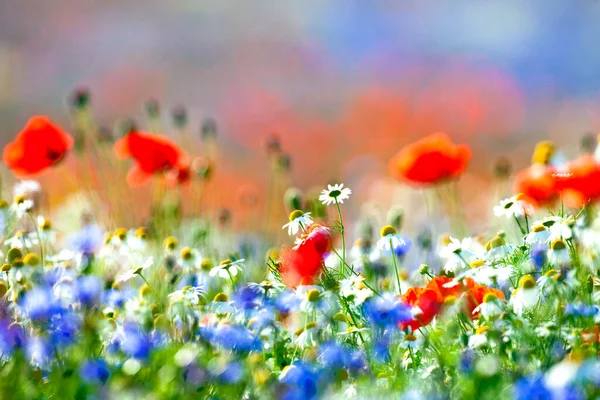 草原に咲く野生の花の豊富さ — ストック写真