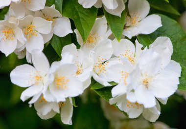 Jasmine Çiçeği 'nin İlkbaharda Çiçek' te Kapanışı