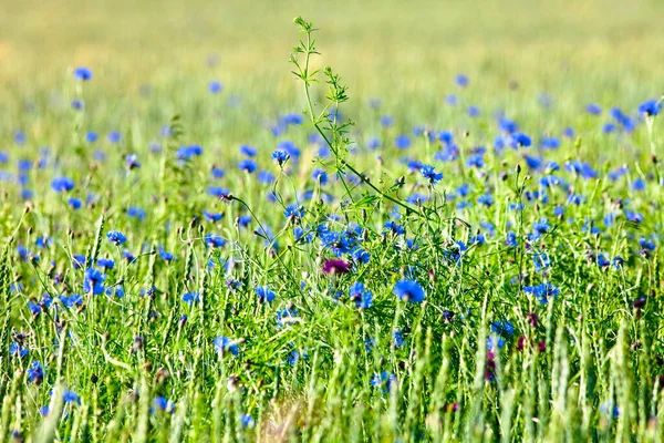 Field Wild Flowers Cornflowers Summer — Stock Photo, Image