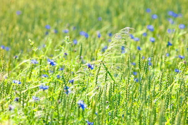 Field Wild Flowers Cornflowers Summer — Stock Photo, Image