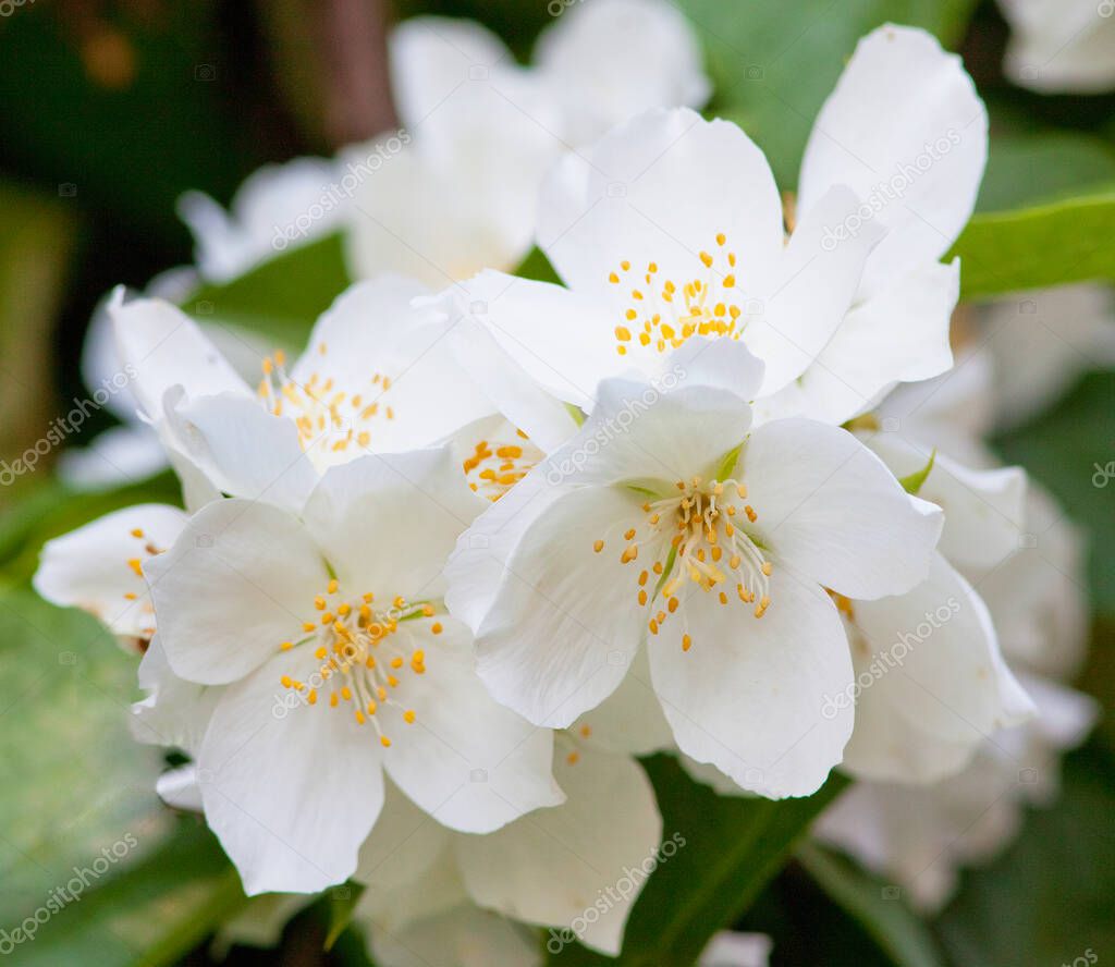 Closeup of Jasmine Flower at Blossom in Spring