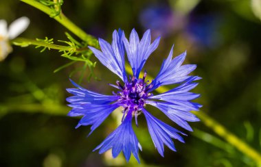 Güneş ışığı, makro çekim peygamber çiçeği (centaurea cyanus)