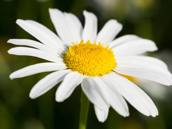 Květ Heřmánku Matricaria Slunečním Světle Makro Heřmánkový Detail — Stock fotografie