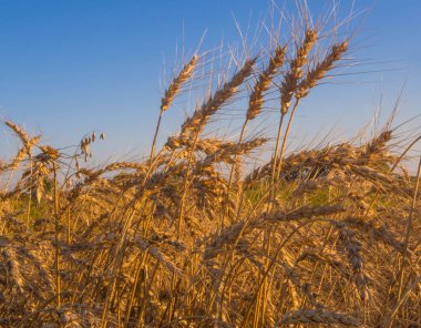 Olgun buğday üzerinde mavi gökyüzü günbatımı üzerinde. Hasat zamanı