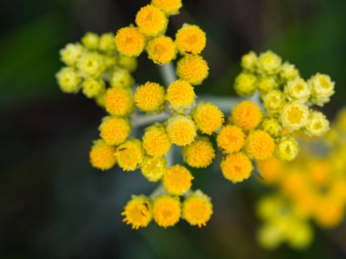 Tansy (Tanacetum) flowers in bloom, macro shot with soft focus, top view. Yellow tansy flowers (Tanacetum vulgare, common tansy, bitter button, cow bitter, or golden buttons) clipart